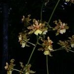 Oncidium lineoligerum Hafa
