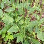 Hieracium sabaudum ഇല