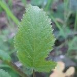 Brassica tournefortii Leaf