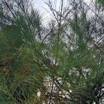 Casuarina equisetifoliaList