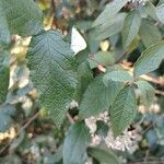 Buddleja auriculata Folio