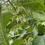 Alangium chinense Flower