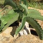 Cyphostemma seitzianum Hoja