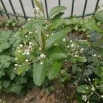 Aronia arbutifolia 花