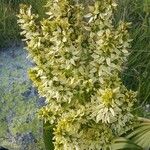 Veratrum californicum Kvet