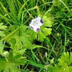 Nemophila maculata Flower