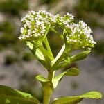 Valerianella eriocarpa Цветок