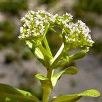 Valerianella eriocarpa 花