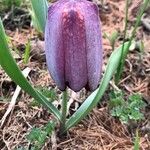 Fritillaria tubaeformis Õis