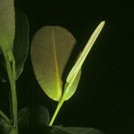 Humiria balsamifera Hoja