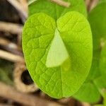 Aristolochia rotunda Blatt