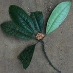 Psychotria lehmbachii