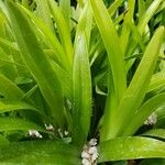 Bryobium hyacinthoides Лист