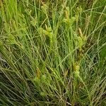 Carex extensa Kvet