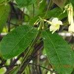 Odontadenia nitida Floare