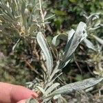 Artemisia cana Leaf