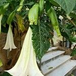 Brugmansia arborea Flor