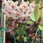 Hoya lacunosa Квітка