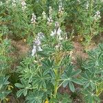 Lupinus albus Ліст