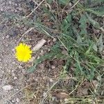 Crepis capillaris Облик