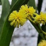 Acacia pycnantha Kwiat