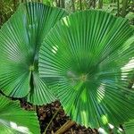 Licuala peltata Leaf