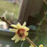 Chimonanthus praecox Õis