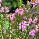 Erica terminalis പുഷ്പം