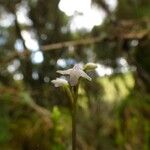 Cynorkis coccinelloides Fleur