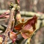 Cercidiphyllum japonicum 葉