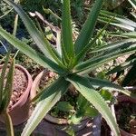 Aloe vaombe Deilen