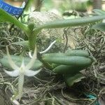 Angraecum sanfordii Habitatea