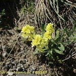 Biscutella intermedia Habit