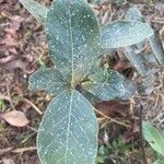 Psidium guineense List