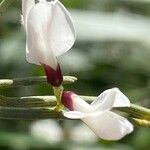Retama raetam Fleur