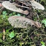 Acer pseudoplatanus Fruit