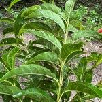 Machaonia erythrocarpa Leaf