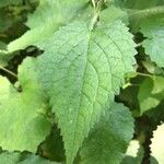 Stachys sylvatica Leaf