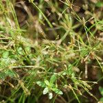 Fimbristylis autumnalis Habitat