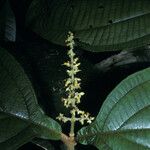 Miconia diaphanea Çiçek
