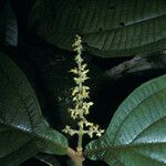 Miconia diaphanea Flower