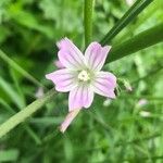 Malva nicaeensis Flower