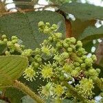 Alphitonia excelsa പുഷ്പം