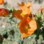 Sphaeralcea coulteri Kwiat