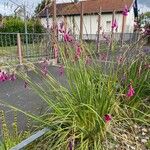 Dierama pulcherrimum Habit