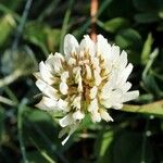 Trifolium occidentale Blomma