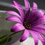 Osteospermum ecklonis (DC.) Norl.Blomst