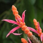 Aphelandra sinclairiana Fleur