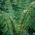 Dryopteris crassirhizoma Habit