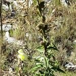 Antirrhinum majus Habit